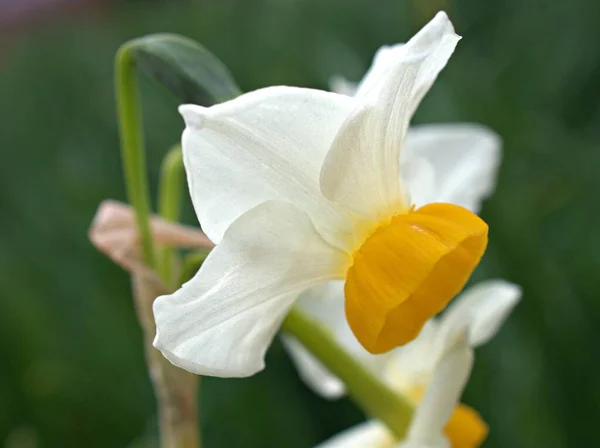 Close Bos Witte Bloemblaadjes Bloemen Narcis Tuin Wazig Macro Afbeelding — Stockfoto