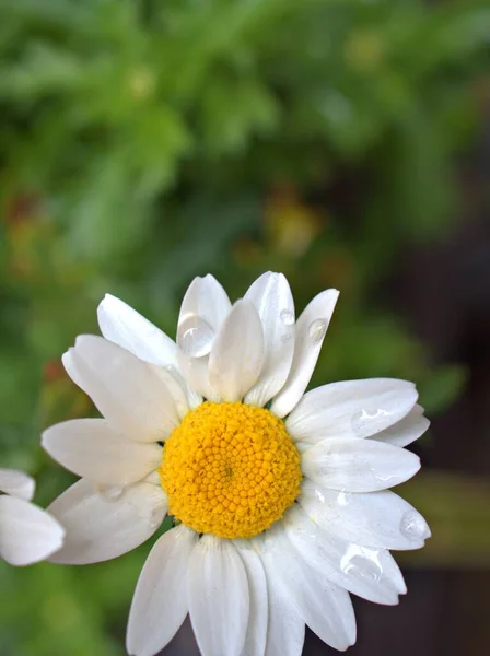 Närbild Vit Kamomill Blomma Med Grönt Blad Trädgården Och Suddig — Stockfoto