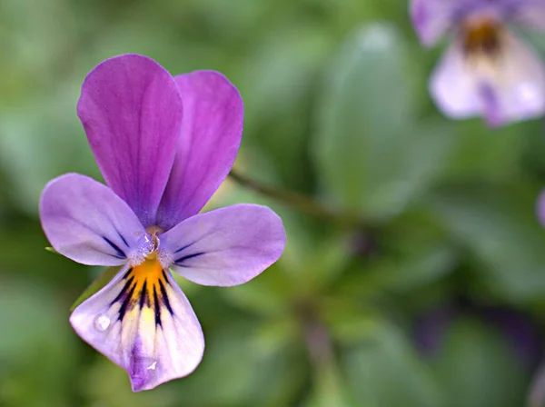 Gros Plans Violet Blanc Jaune Pansy Sauvage Violet Cornuta Plantes — Photo