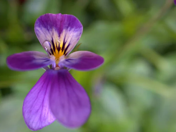 Close Paars Wit Geel Wilde Viooltje Violette Cornuta Bloemplanten Tuin — Stockfoto