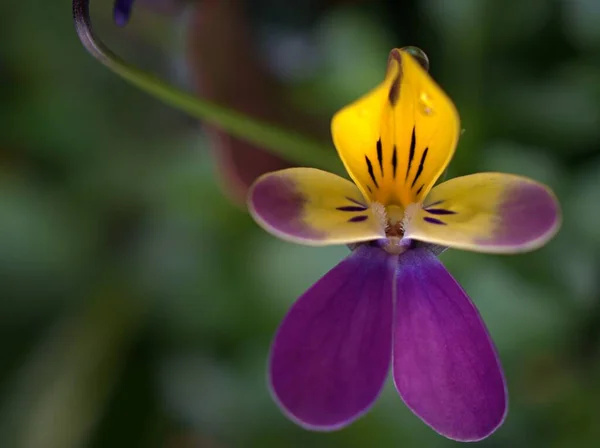 Närbild Lila Vit Gul Wild Pansy Violett Cornuta Blomma Växter — Stockfoto