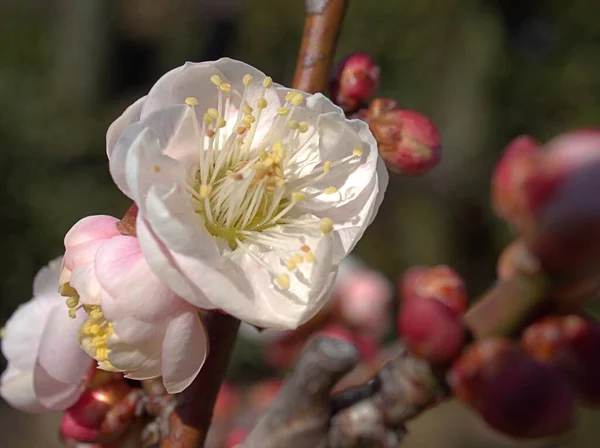 庭や太陽の光で梅の花の白いピンクを閉じます 桜日本 ぼやけた背景と開花 マクロ画像 甘い色 — ストック写真