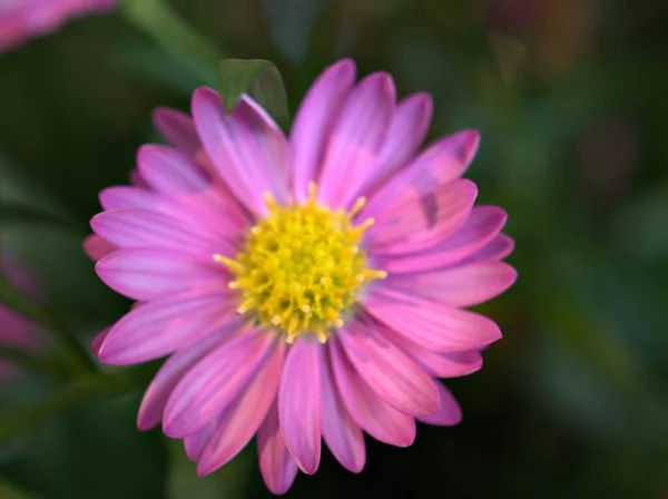 Closeup Pétalas Rosa Alpino Aster Brachyscome Plantas Flores Jardim Com — Fotografia de Stock