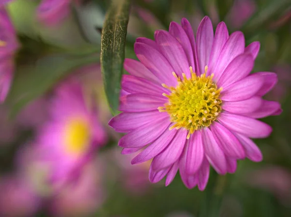 Closeup Pink Petals Alpine Aster Brachyscome Flower Plants Garden Blurred — Stock Photo, Image