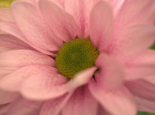 Closeup Pink Petals Common Daisy Bellis Perennis Flower Pollen Blurred — Stock Photo, Image