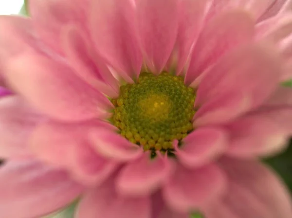 Closeup Pink Petals Common Daisy Bellis Perennis Flower Pollen Blurred — Stock Photo, Image