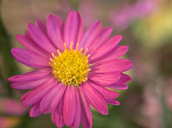 Alpine aster 'ın yakın pembe taç yaprakları, bahçedeki çiçekleri bulanık arka plan, makro görüntü, tatlı renk, yumuşak odak 