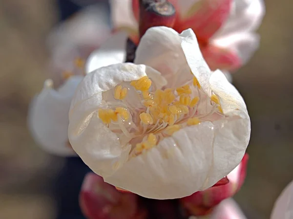 Closeup Rosa Branco Flores Ameixa Jardim Sol Sakura Japão Florescendo — Fotografia de Stock