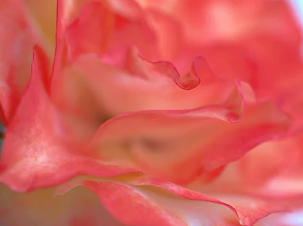 Крупный План Розовые Лепестки Розового Цветка Размытым Фоном Макроизображение Сладкий — стоковое фото