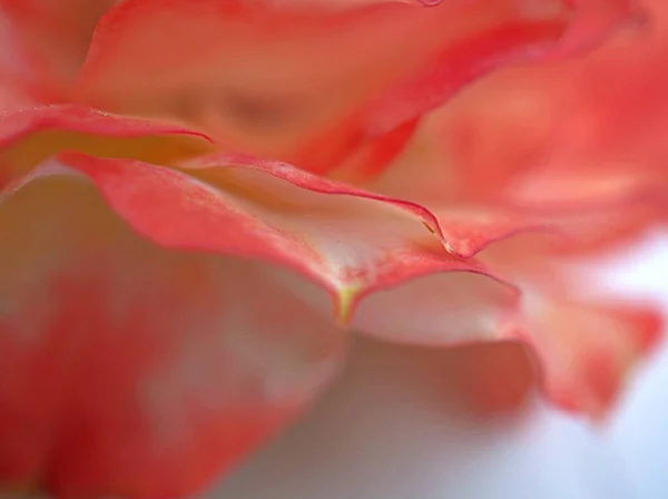 Крупный План Розовые Лепестки Розового Цветка Размытым Фоном Макроизображение Сладкий — стоковое фото