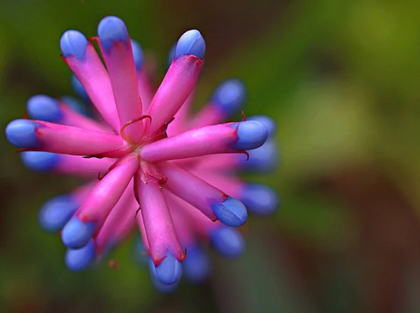 Detailní Růžovo Fialový Květ Rostliny Aechmea Rod Zahradě Rozmazaným Pozadím — Stock fotografie