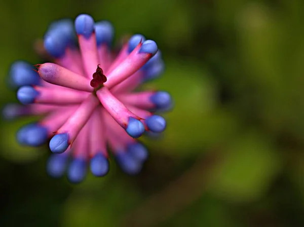 Kapalı Pembe Aechmea Bitkisinin Mor Çiçeği Arka Planda Bulanık Bir — Stok fotoğraf