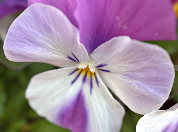 Closeup Purple Violet Pansy Flower Garden Blurred Background Macro Image Stock Photo