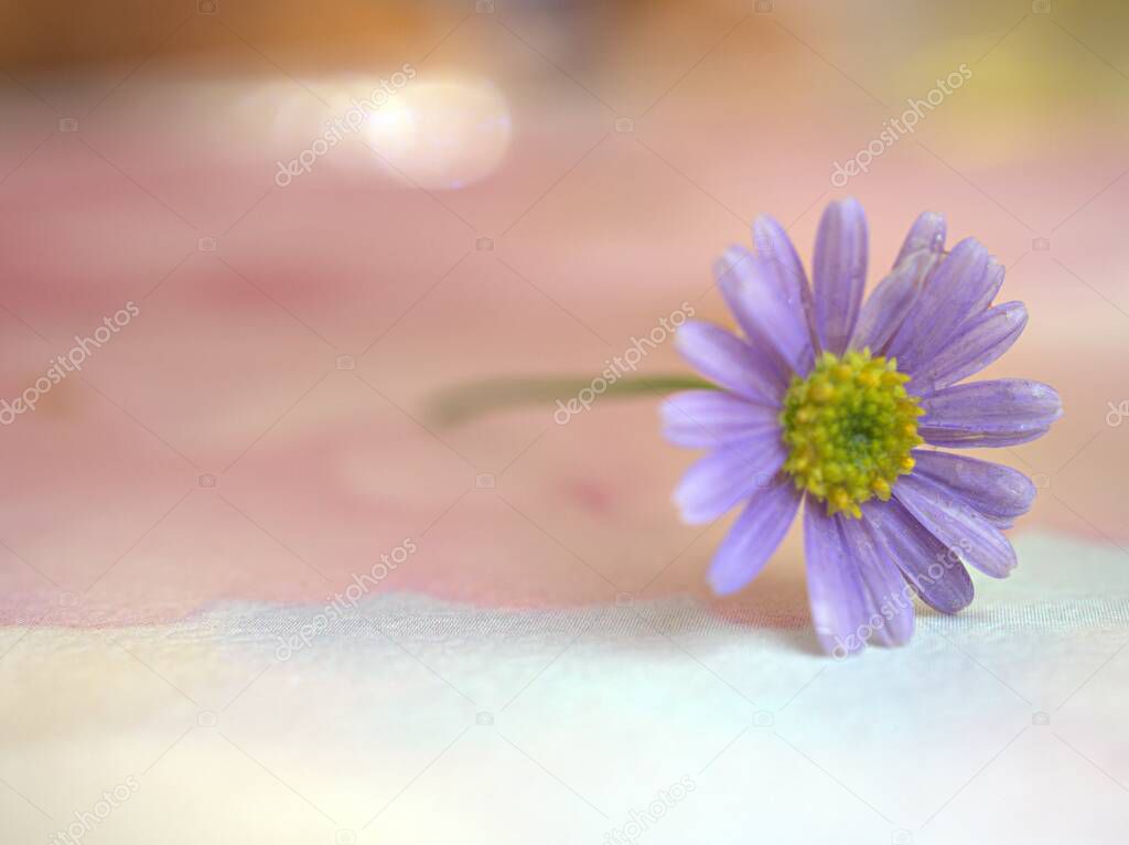 Closeup purple daisy flower with white pink blurred background, sweet color for card design, macro image 