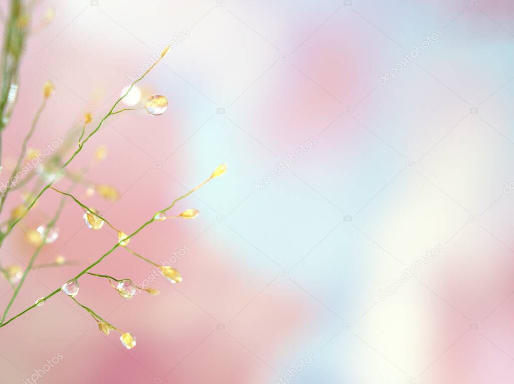 Closeup drops of water on plant ( dandelion )with pink blurred  background, sweet color ,macro image ,soft pink color for card design  ,water droplets on plant