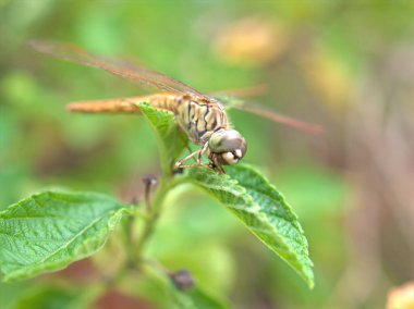 Yakın plan Dragonfly, Lantana Camara 'daki Damselfly arka plan bulanık, makro görüntü