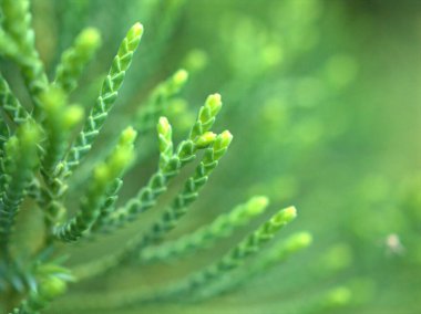 Kaybedilen su yeşil yaprağın üzerine düşer. Arka planda bulanıklık, makro görüntü, doğadaki yaprakların üzerindeki damlacıklar.