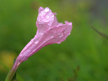 Kapalı pembe yakut tüberosa (simpleks), yeşil arka planlı yabani petunya çiçeği, makro görüntü, tatlı renk
