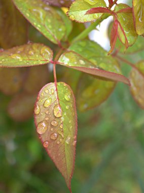 Kapalı pembe, sarı, yeşil gül yaprağı su damlaları ve bulanık arkaplan ile bitkiler, makro resim pembe bahçedeki genç yapraklar, tatlı renk