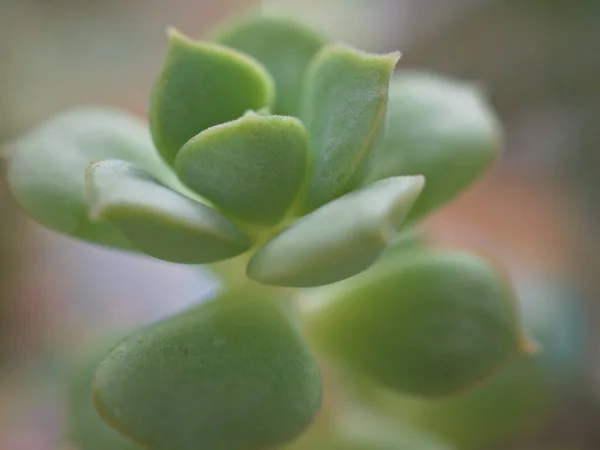 Closeup Green Echeveria Succulent Desert Plants Garden Blurred Nature Leaves — Stock Photo, Image