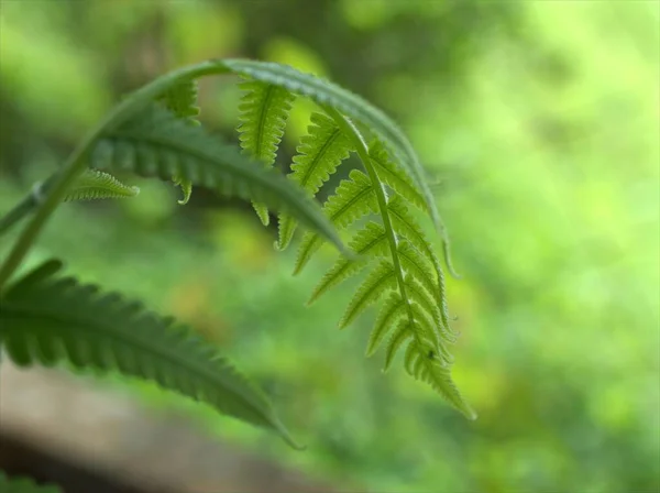 シダ植物の緑の葉を閉じ 背景がぼやけている庭の自然葉 マクロ画像 — ストック写真
