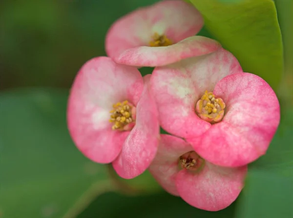 Closeup pink Crown -of-thorns flowers plants in garden with blurred background ,macro image ,sweet color ,soft focus