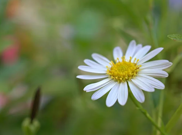 Closeup Branco Margarida Comum Oxeye Margarida Flor Jardim Com Fundo — Fotografia de Stock