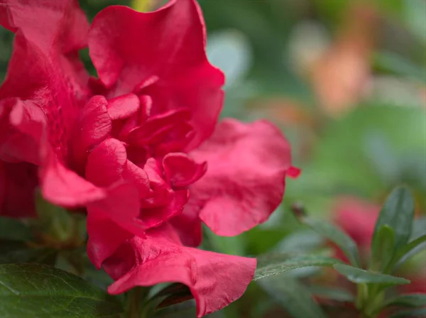 Lähikuva Punainen Ruusu Vesipisaroita Azalea Rhododendron Indicum Kukkia Kasveja Puutarhassa — kuvapankkivalokuva