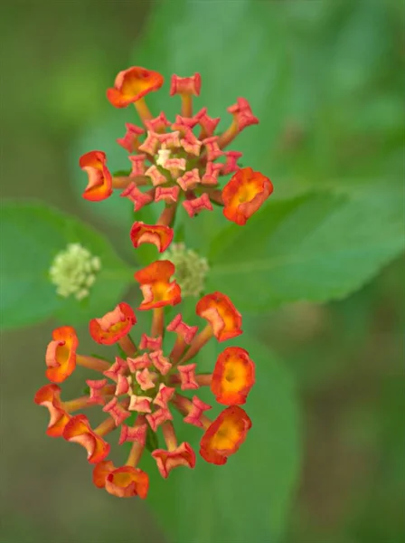 Närbild Rosa Orange Färgglada Västra Indian Lantana Camara Blommor Växter — Stockfoto