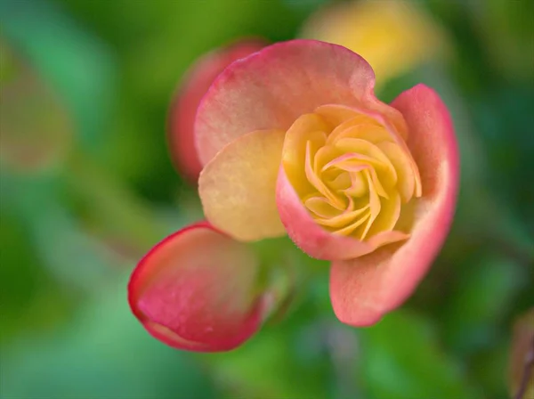 緑の背景がぼやけている庭のピンク オレンジ色のベゴニアの花の植物 マクロ画像 甘い色 — ストック写真