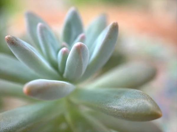 Nahaufnahme Eines Grünen Kaktus Pachyphytum Fittkaui Saftige Wüstenpflanzen Garten Mit — Stockfoto