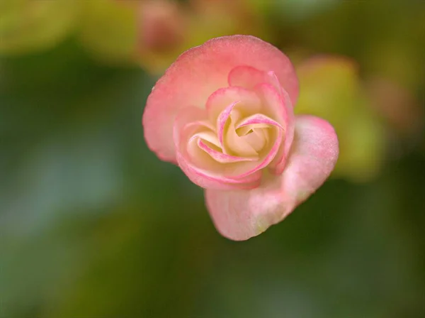 Nahaufnahme Rosa Gelb Orange Begonienblüten Pflanzen Garten Mit Grün Verschwommenem — Stockfoto