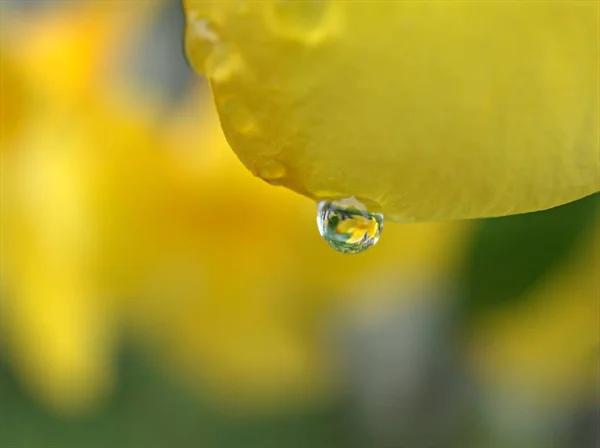 Крупный План Желтые Лепестки Allamanda Cathartica Цветочные Растения Водяными Капельками — стоковое фото