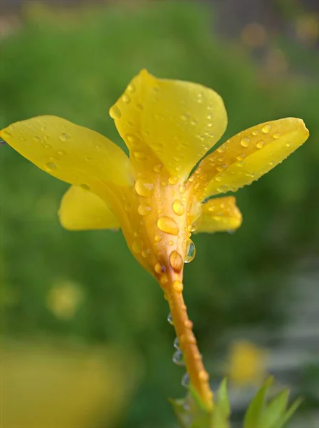Крупный План Желтые Лепестки Allamanda Cathartica Цветочные Растения Водяными Капельками — стоковое фото