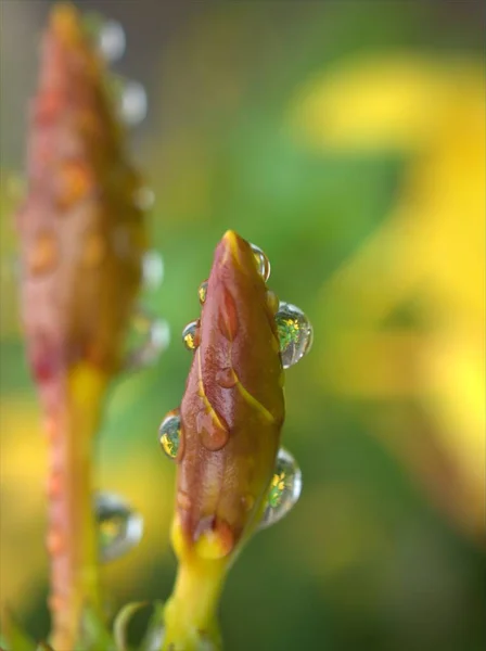 꽃잎을 클로즈업하여 물방울과 배경을 꽃식물을 매크로 이미지 Macro Image — 스톡 사진