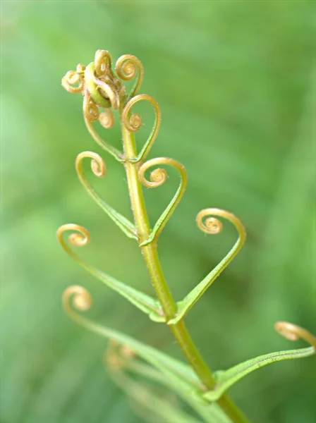 Szekrény Zöld Levelek Páfrány Növény Természet Levél Kertben Homályos Háttér — Stock Fotó