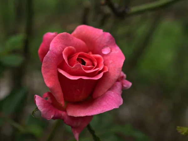 Closeup Pink Garden Rose Blurred Background Macro Image Sweet Color — Stock Photo, Image