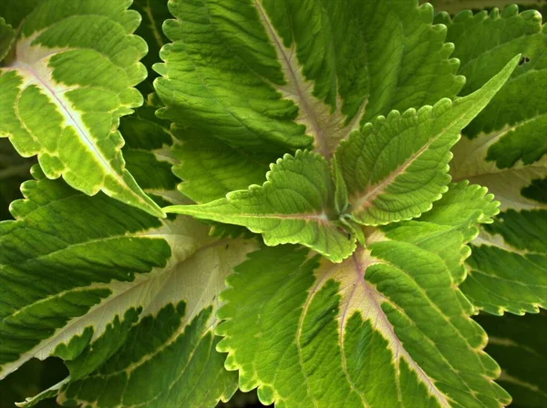 Szekrény Zöld Levél Coleus Növények Festett Csalán Levelek Kerti Háttér — Stock Fotó