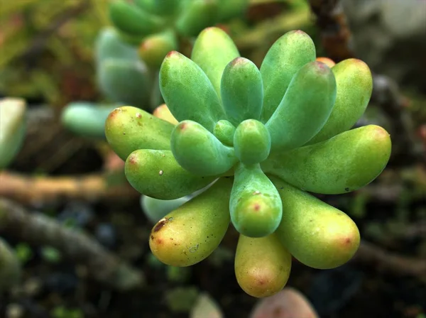 Primeros Planos Verde Jelly Bean Suculenta Planta Desértica Jardín Con —  Fotos de Stock