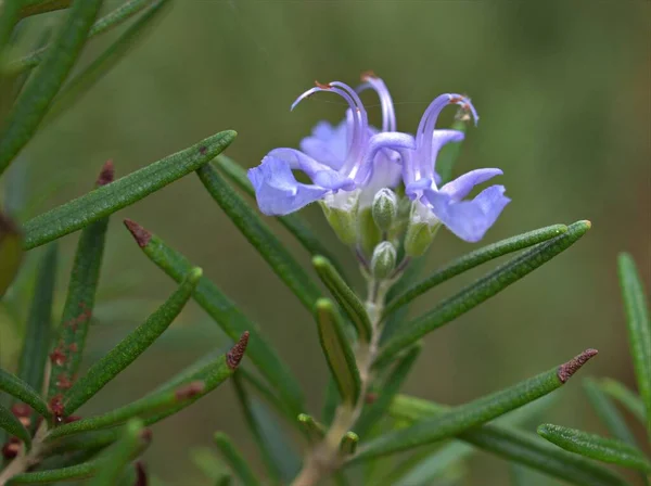 Biberiye Çiçeğinin Mavisini Kapat Uzun Ömürlü Bitki Bahçedeki Salvia Rosmarinus — Stok fotoğraf