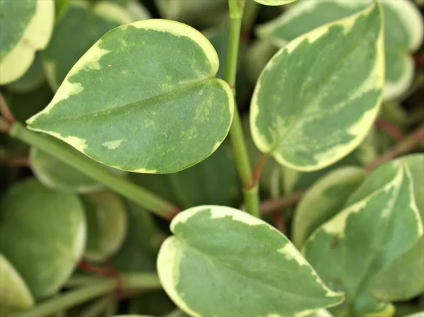 Closeup Πράσινα Φύλλα Ένα Κλαδί Καλοριφέρ Φυτά Φύλα Φόντο Μακροεικόνα — Φωτογραφία Αρχείου