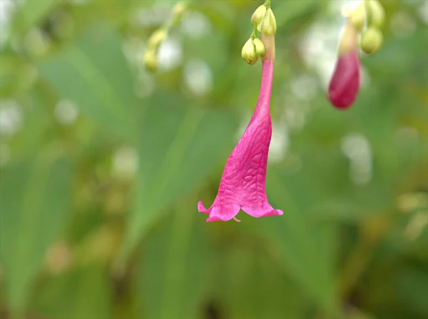 Closeup Pink Dierama Flowers Garden Rain Drops Branch Tree Blurred — Stock Photo, Image