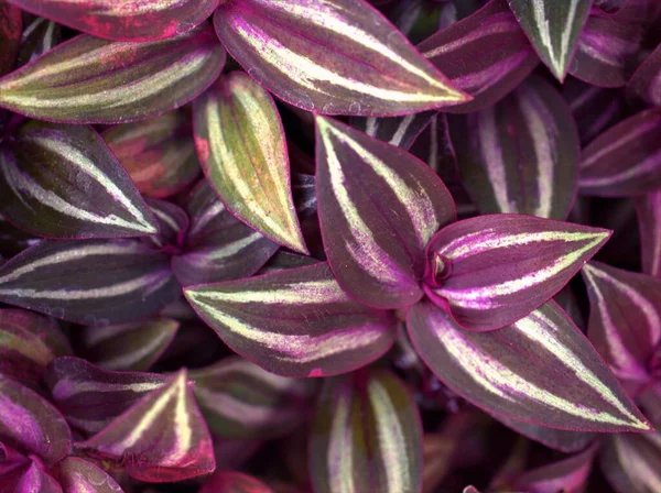 Wandering Jew Small Leaf Spiderwort Plants Purple Heart Background Macro — 스톡 사진