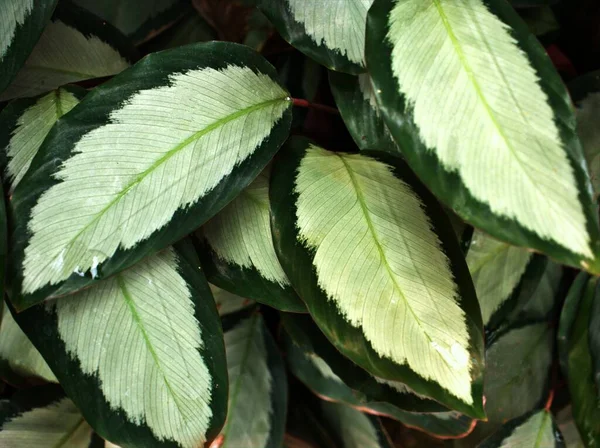 Closeup Πράσινο Φύλλο Των Φυτών Maranta Leuconeura Φύλα Φόντο Μακροεικόνα — Φωτογραφία Αρχείου