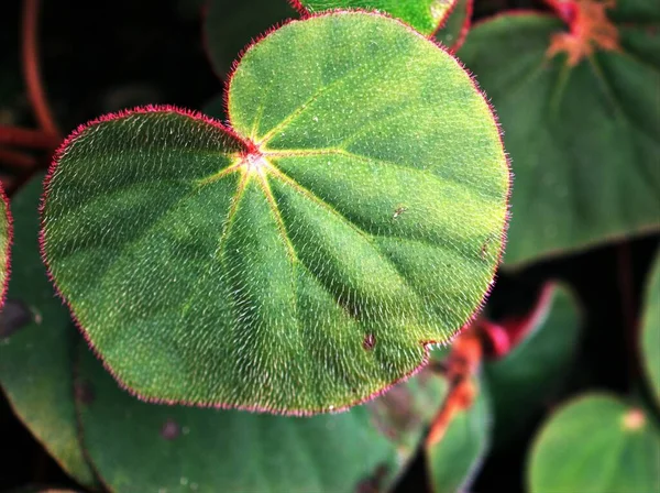 Närbild Grön Blad Begonis Peltatifolia Blomma Växter Blad Bakgrund Makrobild — Stockfoto