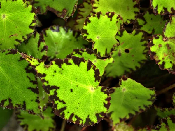 背景がぼやけている庭の植物の緑の葉 マクロ画像 自然葉 — ストック写真