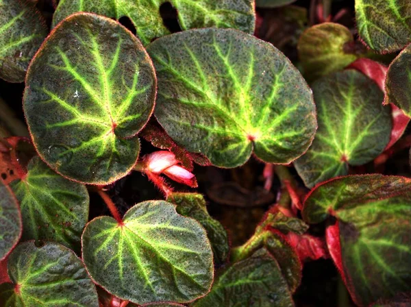 Closeup Folha Verde Begonia Chloroneura Plantas Natureza Folhas Fundo Imagem — Fotografia de Stock