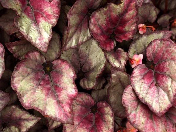 Daun Merah Muda Tertutup Dari Tanaman Bunga Begonia Dengan Latar — Stok Foto