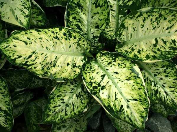 Closeup Green Leaf Dumb Canes Dieffenbachia Plants Nature Leaves Blurred — Stok Foto