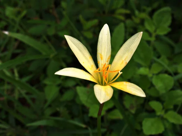 Kapalı Beyaz Sarı Zephyranthes Çiçek Bitkileri Bahçede Yeşil Bulanık Arkaplan — Stok fotoğraf